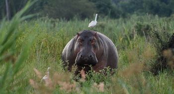 An egret rests on a hippo in Mvuu Camp and Lodge in Malawi's Liwonde National Park.