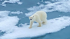 A young male polar bear wandered so close to the ship that many of the naturalists called it an extraordinary encounter.