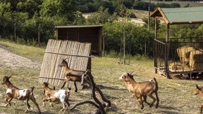 Goats on Italy's Tenuta di Murlo estate, which dates to the 16th century.