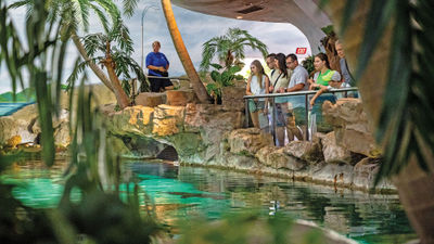SeaWorld's "Ultimate Shark Experience" will enable guests to get up close and personal with the fish at its Orlando, San Diego and San Antonio theme parks this month.